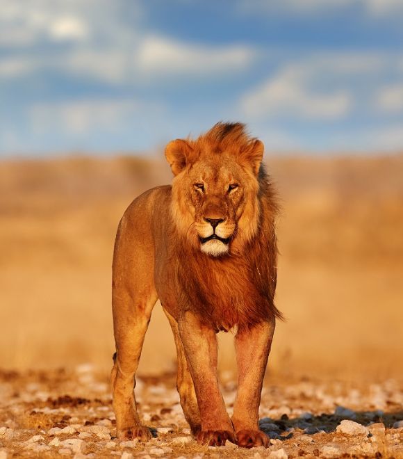 KENYA