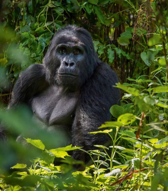 UGANDA